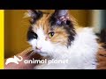 These Curly Cats Are The Perfect Affectionate Companion | Cats 101 の動画、YouTube動画。