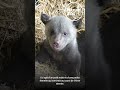 Deux oursons bruns sont nés au Zoo de La Boissière du Doré ! #zoo #zoos #animals #animaux #ours