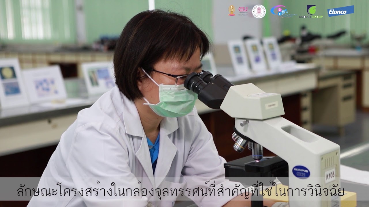 Lab Myco 2: Opportunistic Fungi