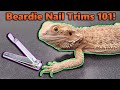 How to Trim your Bearded Dragon's Nails!