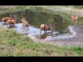 Jelenie byki, łosie, młode liski i inne; Red stags, eurasian elk, fox cubs and others