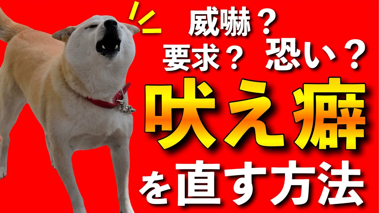 犬 吠え なくなっ た 病気