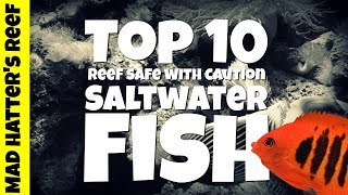 Top 10 Not So Reef Safe Saltwater Fish screenshot 3