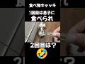 1回目は息子に食べられ2回目#面白い#面白#面白動画#面白い犬#おもしろ#おもしろい#おもしろ動画#パピヨン#犬#犬のいる暮らし#犬との暮らし#犬のいる生活#いぬ#いぬのいる生活#いぬのきもち#親子
