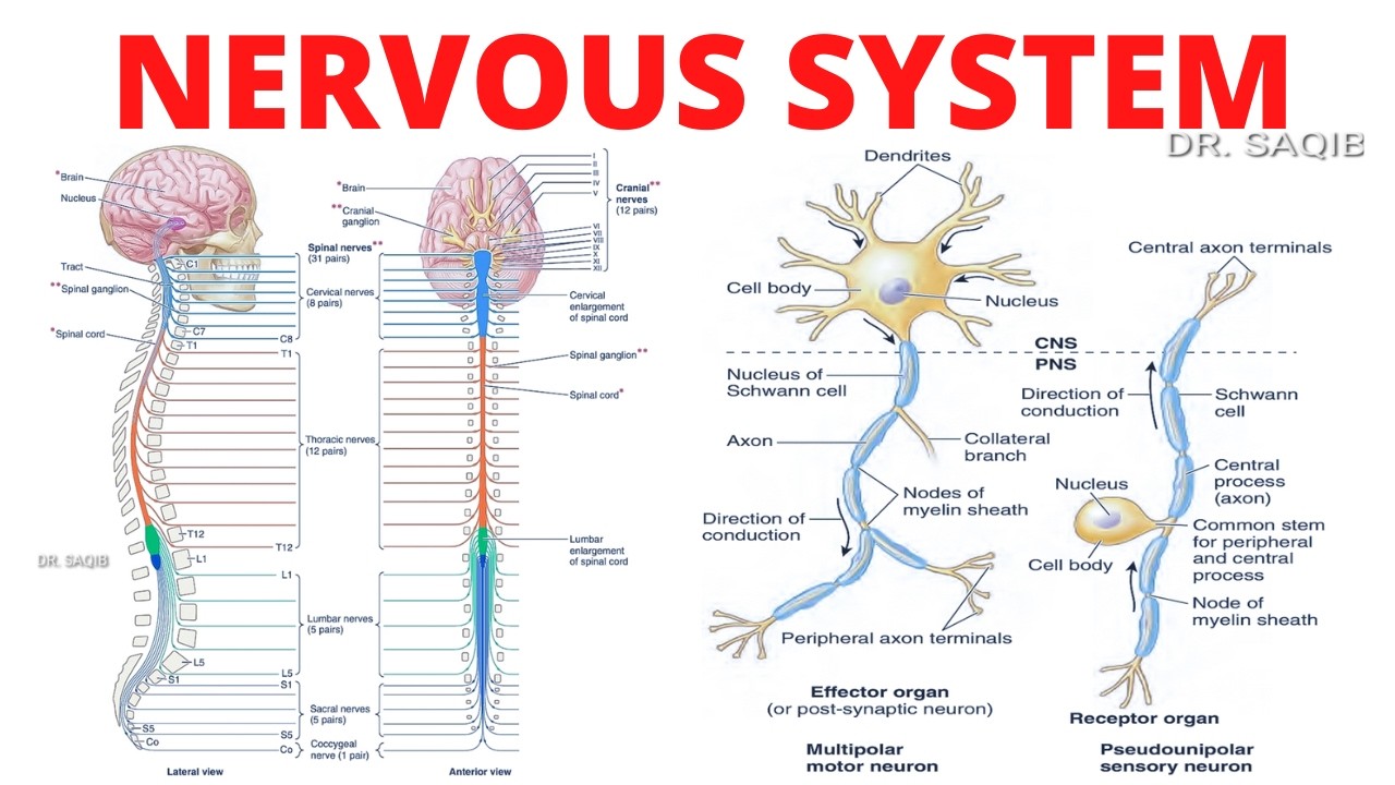Ace Your Anatomy Exam: Nervous System Explained Clearly” - YouTube