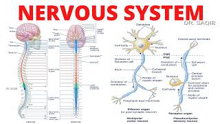 Celebrity “Ace Your Anatomy Exam: Nervous System Explained Clearly” Profile