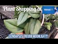 Plant Shopping at Walmart Big Box Store || WISHLIST PLANT || SCINDAPSUS TREUBII MOONLIGHT!!!