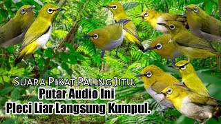 MP3.. Suara Pikat Burung Pleci Ribut. Semua Jenis Pleci Pasti Turun..