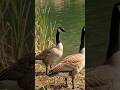 Canada Goose Timelapse #birds #canadagoose #wildlife #animals