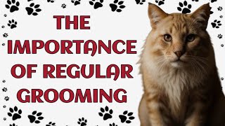 🐾 The Importance of Regular Grooming for Cats: Tips & Tricks by Paws and Purrs 17 views 3 weeks ago 3 minutes, 31 seconds