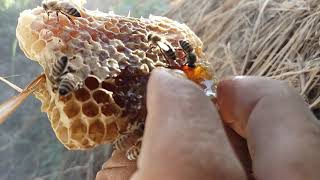 كيف تكتشف عشوش النحل البلدي او البري في الانفاق او الكفوف