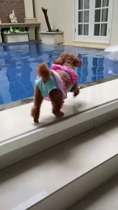 PURA2 TENGGELAM DEPAN ANJING AKU!! #shorts
