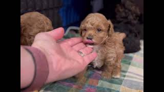 Arora’s first litter! Pure miniature and toy poodle puppies
