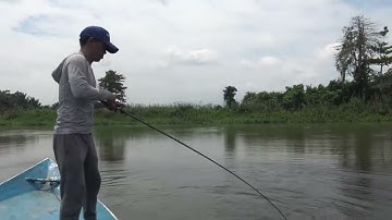 GONG LEI - Fishing Papuan Black Bass
