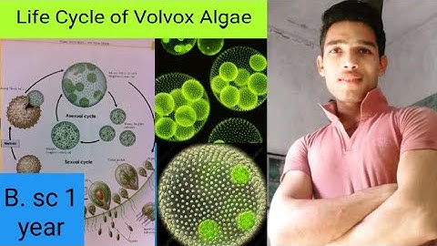 Life Cycle of Volvox Algae