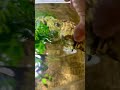HAND-FEEDING vs Fahaka puffer fish