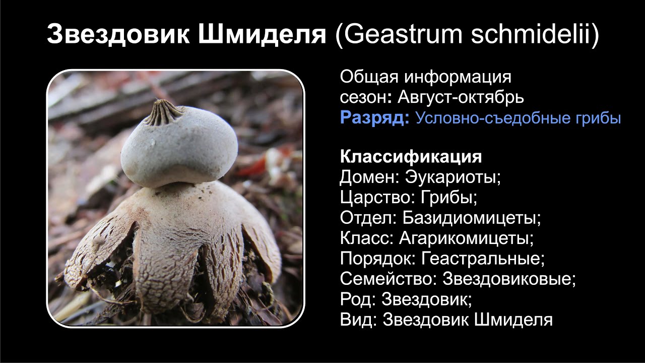 Звездовик Шмиделя (Geastrum schmidelii)