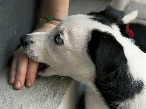 Βίντεο: Θέλουμε να δούμε το Funniest Home Videos του σκύλου σας!