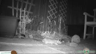 Rat Vs Hedgehog (Hedgehog Is Having None Of It!) - Hornbeam Wood Hedgehog Sanctuary
