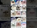 انواع القطط الهيمالايا