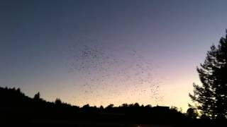 Rio Lindo Academy Swifts