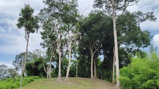 รีวิว ที่ดินเชิงเขาสวยๆ พร้อมต้นไม้โบราณ เข้ามาเป็นกำลังใจให้ด้วยนะคะ