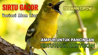 Pancingan sirtu terbaik sepanjang masa,ampuh bikin emosi lawan