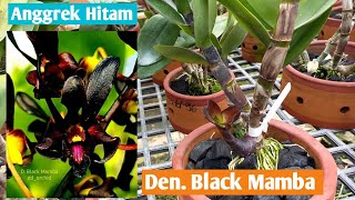 Download Lagu ANGGREK HITAM DENDROBIUM BLACK MAMBA MP3