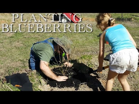 BUY Plants from WHERE?!? 💰🏬🏡