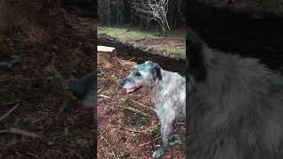 Irish Wolfhounds in the Irish mountains