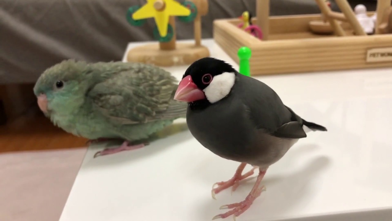 文鳥のラムネくんとサザナミインコのなすびくん、放鳥中のひととき