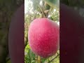 Apple🍎🍏 kashmire Apple🍎 fresh🍃💦 #apple#kashmir #viral #shorts #shortsfeed