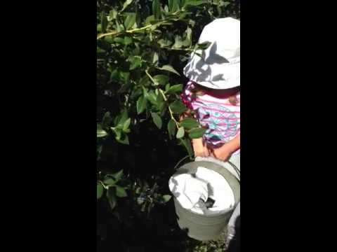 Blueberry picking.