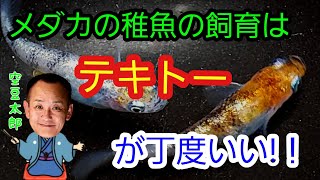 メダカの稚魚の飼育はテキトーぐらいが丁度いい