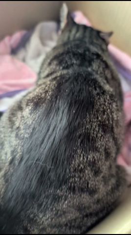 ふみふみ中は折れ耳になる猫🐱 - Cats Ears Folding - #shorts #cat