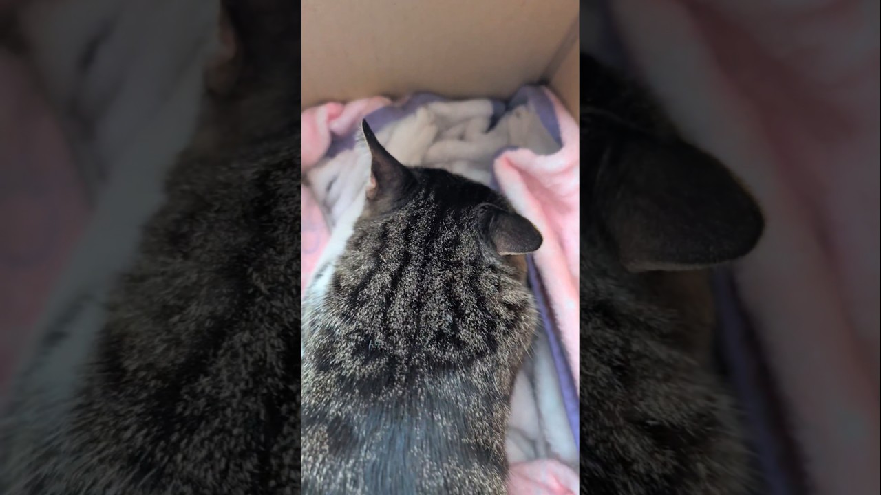 ふみふみ中は折れ耳になる猫🐱 - Cats Ears Folding - #shorts #cat