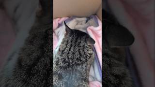 ふみふみ中は折れ耳になる猫