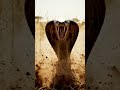 The Cobra Warned Its Enemy… Then Attacked #wildlifedocumentary
