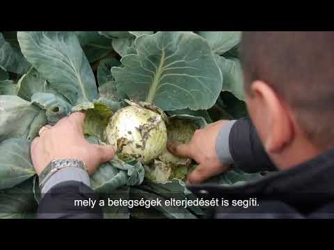 Videó: A Káposzta Növények Száraz Rothadása