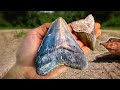 I found a huge megalodon tooth and crazy wildlife on florida dirt roads  shark tooth fossil hunting