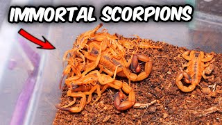 These SCORPIONS LIVE FOREVER! by The Dark Den 36,547 views 6 months ago 15 minutes