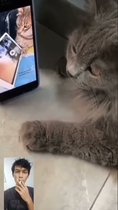 Kucing Angguk Angguk Kepala #kucinglucu #shorts