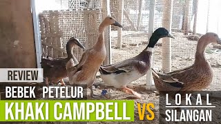 Review of Khaki Campbell Laying Ducks VS Local & Crossbreeds