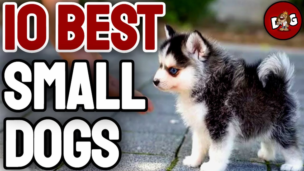 which is the best small dog breed