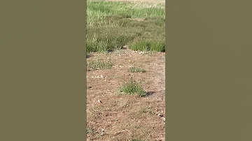 Птица с желтым брюшком, предположительно желтоголовая трясогузка