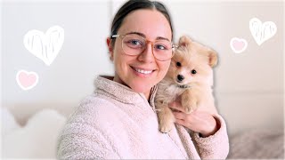 MEET MY POMERANIAN PUPPY! + Mini Haul 