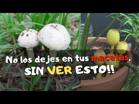 Video: Hongos en plantas de interior: Hongos que crecen en suelo de plantas de interior