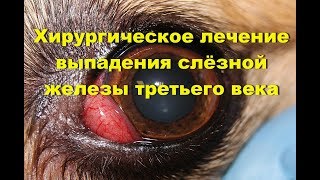 Хирургическое лечение выпадения слёзной железы третьего века. Метод "кармана" по Моргану Хирургическое лечение выпадения слёзной железы третьего века. Метод "кармана" по Моргану