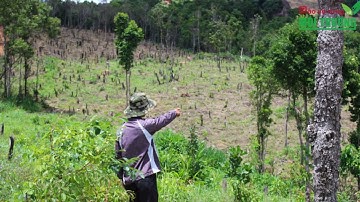 GIA LAI: CÔNG TÁC QUẢN LÝ, BẢO VỆ RỪNG VẪN CÒN NHIỀU KHÓ KHĂN, BẤT CẬP