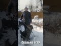 Кавказская овчарка #shorts #dog #собака